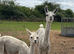 4 year old Llama and 1 year old Cria