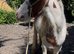 Red and white ride and drive cob colt 12hh