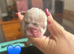 French Bulldog puppies