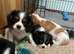 K C Reg Cavalier King Charles
