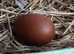 French Silver Lavender Marans Young Cocks