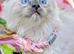 Maine coon ragdoll (racoon) kittens full of fun ready to be adored