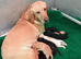 Beautiful Labrador Puppies Looking for Loving Homes