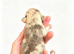 4 female french bulldogs puppies