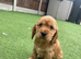 Beautiful cocker spaniel pups