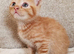 Gorgeous Ginger Male Kitten Ready Now