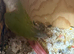 Conure pair