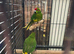 Make kakariki parrots
