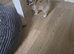 Tea cup chihuahua