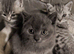 British Shorthair Kittens Full GCCF Registration