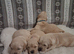 1 girl left! KC registered