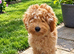 Beautiful CockerSpanial X Poodle pups