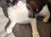 Beautiful little girl needs a loving home