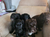 Australian Labradoodle Puppies
