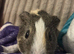 MALE single pig