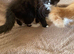 3 Norwegian Forrest Kittens