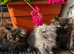 Persian kittens for sale