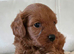 Fox red f1 cavapoo puppies