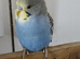 Baby budgies