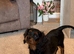 2 King Charles cavalier cross cavapoo girls.