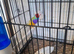 Guioldian finch pair