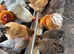 Brahmas growers for sale