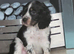 Cocker spaniel pups