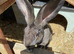 Continental giant rabbit babies