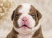 Excellent Puppies Hand reared please read advert