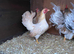 Show quality serama hatching eggs and chicks
