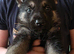 Tamaskan Puppies