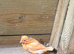 Red factor canary pair plus 5 fledlings