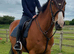 15.3 16yr old mare