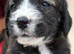 WESTNAL PUPPIES FOR SALE - 5* licenced breeder