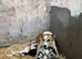 Gorgeous puppies