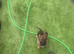 Czech lines German shepherds
