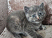 5 kittens x British blue shorthair crossed