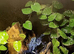 Azureus blue poison dart frogs