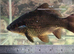 Black comet goldfish