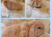 Mini lop kits