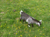 Pygmy Goat Kid For Sale