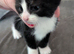 2 beautiful kitty's for sale