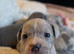 Merle Staffordshire bull terrier puppies