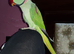 Very tame and taking alexandrine