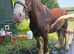 3 year old TGCA Cob gelding unbroken