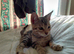 3 Bengal/mixed kittens - 13 weeks old looking for a new home