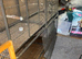 Pair of Parrotlets, Cage & Accessories For Sale