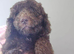 Gorgeous miniature labradoodle puppies