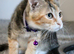 Cali needs a new home