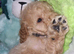 Stunning poodles